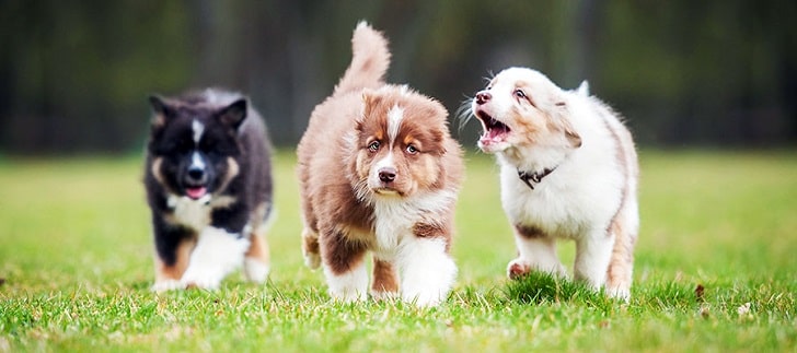 Bekçi Köpeği Eğitimi Nasıl Verilir