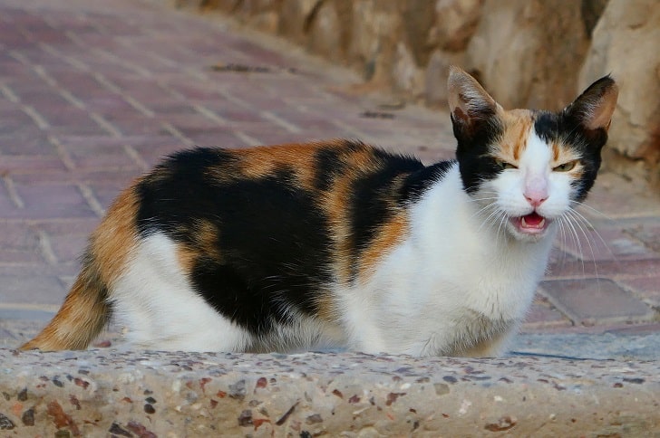 Kızgınlık Dönemindeki Dişi Kedi Nasıl Sakinleştirilir (Belirtiler)