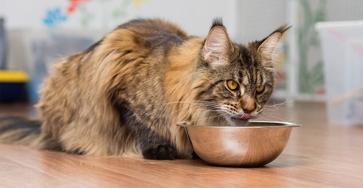 Maine Coon Kedisi Bakımı